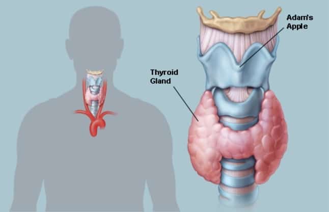 Thyroid Checkup